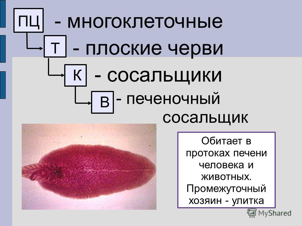 Кракен маркетплейс работает